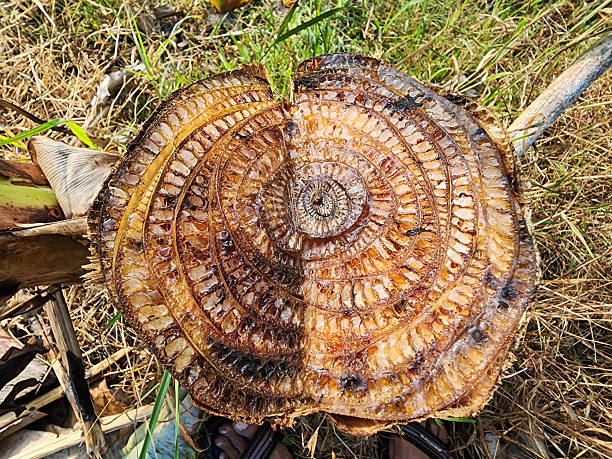  natural materials such as banana tree trunks